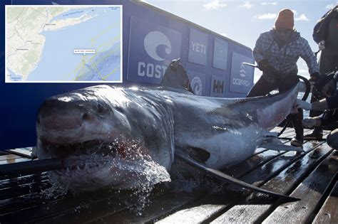 massive shark sighted.